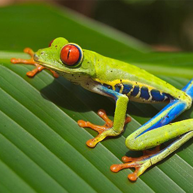 tropical rainforest frog